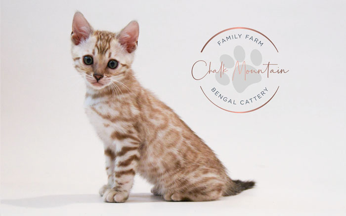 Bengal kitten for sale